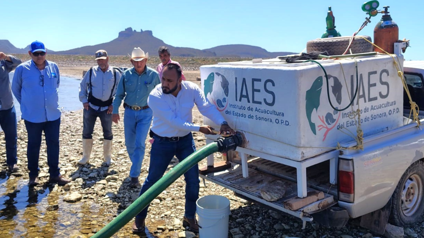 Impulsan repoblamiento acuícola con siembra de tilapia en El Mocúzarit